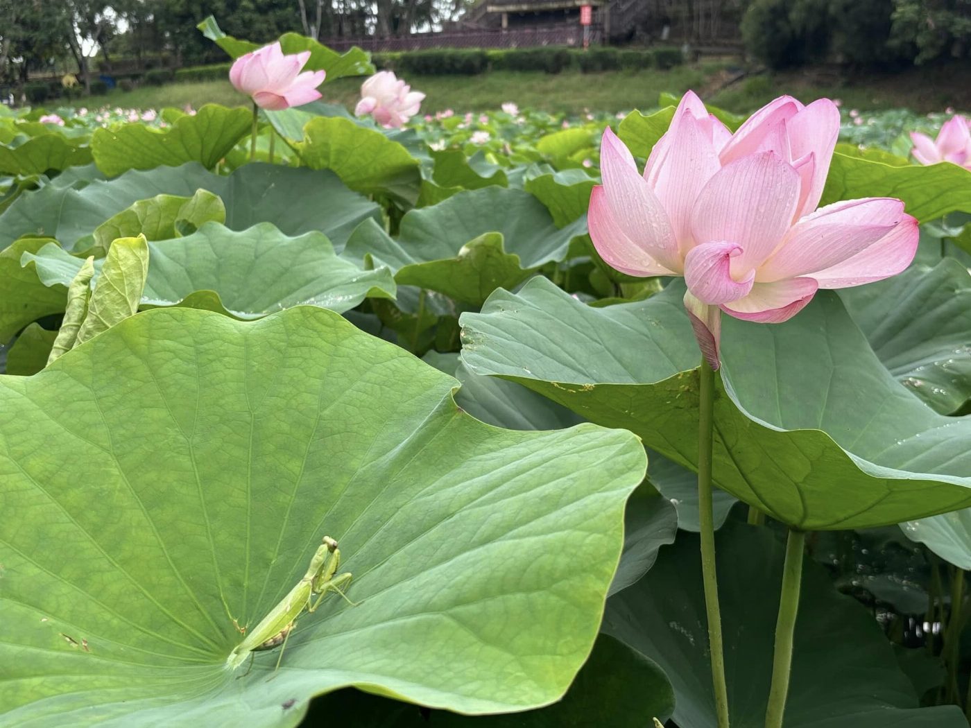 2024白河蓮花季 蓮泥共好･荷勒仲夏熱鬧登場  順遊白河萬里長城