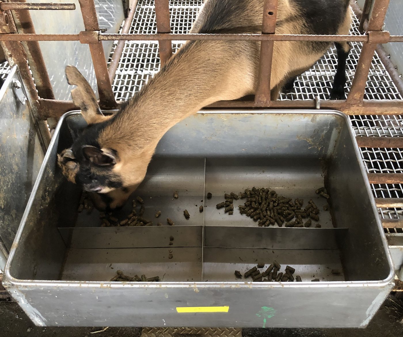 牧草新商機、動物好口福   畜試所將於5月30日辦理「粒狀芻料生產與利用觀摩發表會」